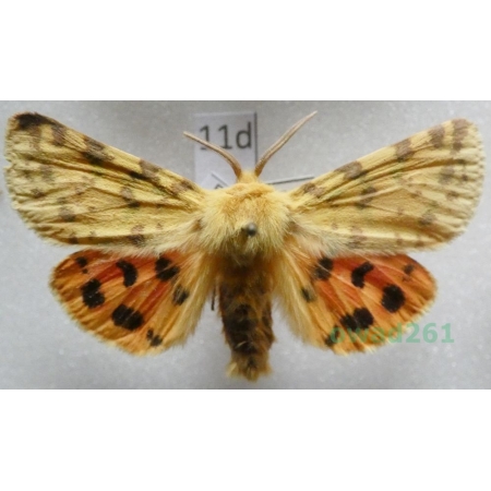 Rhyparia purpurata (Linnaeus, 1758) male Czech11d